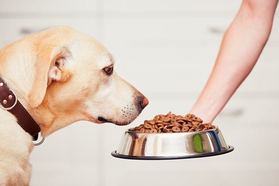 Dog Food Market Strategies & Nutritional Requirements